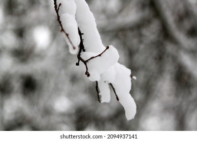 Closeup of a branch in a forest covered with white fluffy snow with blurred natural background. Selective focus