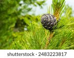 Close-up of a branch with a pine cone - Pinus cembra (Swiss pine, Swiss stone pine) is a species of pine tree in the subgenus Strobus.