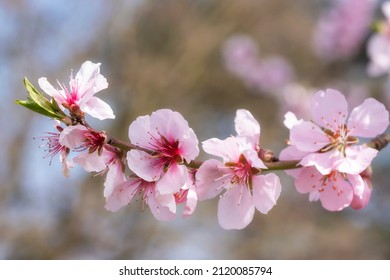 Close-up of a branch with pink almond blossoms in Johannisberg - Germany in the Rheingau 