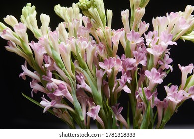 Closeup branch of polianthes tuberose and Buds on black background
