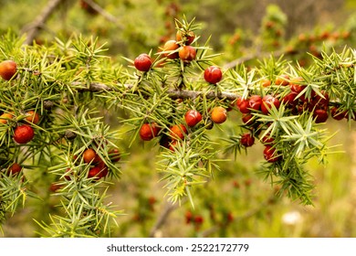 Close-up of a branch of red  Juniper berries. A coniferous shrub of the genus Juniperus from the cypress family (Cupressaceae). - Powered by Shutterstock