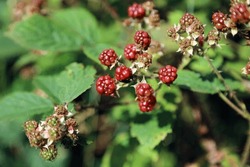 Closeup Of A Branch Of Ripening Blackberries, Derbyshire England