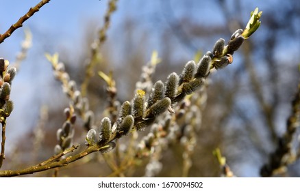 Closeup Of A Branch Of Salix Matsudana Peking Willow.