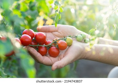 Close-up of a branch with tomatoes. Working farm hands hold a branch with cherry tomatoes. Sunny day. Harvest care. Blurred foreground. - Powered by Shutterstock