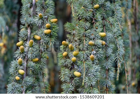 Close-up of branches and cones of Majestic Weeping Blue Atlas cedar (Cedrus atlantica Glauca Pendula in Crimea. 