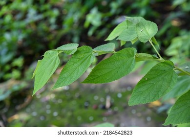 Close-up Of Branches And Leaves Of Muntingia Calabura, Commonly Known As Jamaican Cherry. A Plants In The Family Muntingiaceae, Comprising Only One Species. Buah Cheri, Kerukup-Siam.