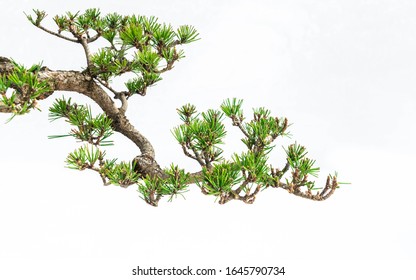 
A close-up of the branches of a pine bonsai isolated on white background.