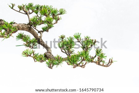 
A close-up of the branches of a pine bonsai isolated on white background.