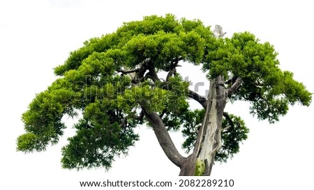 Close-up of the branches of a pine bonsai isolated on white background.
