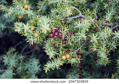 A closeup of branches and ripe fruits of Cade (Juniperus oxycedrus). Horizontal image with selective focus, blurred background and copy space
