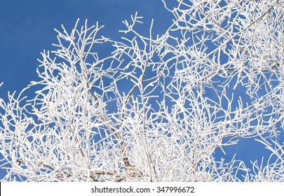 Closeup Branches Tree Covered Rime Frost Stock Photo (Edit Now) 346552751