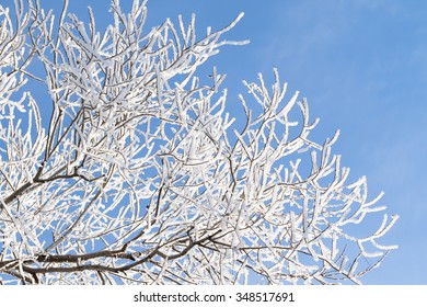 Closeup Branches Tree Covered Rime Frost Stock Photo (edit Now) 346552751