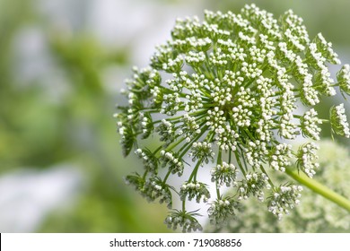 Close-up Of A Bright And Brilliant Wild Heracleum Sphondylium Or Eltrot Plant.