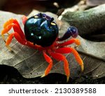 Closeup of a bright and colorful red land crab (Gecarcinus quadratus) crawling on top of leaf litter on beach inside the Corcovado National Park, Costa Rica.