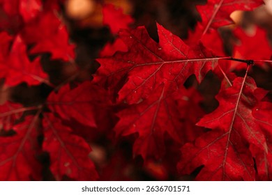Close-up of bright crimson oak leaves in sharp focus against a soft, dark autumn backdrop. Seasonal intensity, sensory awareness, natural drama, climate-influenced color shifts..