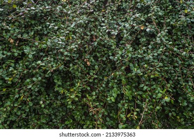 Close-up of a bright green bush and a huge number of small leaves, neatly trimmed. Hedge