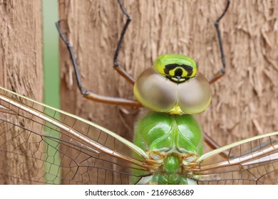Closeup of a bright green dragonfly.