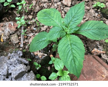 Closeup Of Bright Green Leaves Growing Over Concrete Bricks In A Backyard Garden. Wild Plants On The Side Of A Walkway In A Public Park In Nature. Vibrant Foliage Surrounded By Cement Pavers