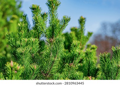Close-up of bright green pine tree branches with sharp needles against a blue sky background.