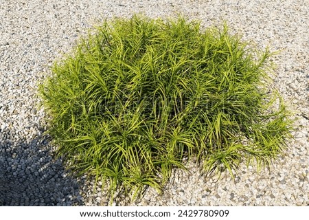 Close-up of bright Japanese sedges, Carex, oshimensis, surrounded by flat, round pebbles on white ground cover. The textured grass has long, thin blades, an attractive contrast to the pebbles.