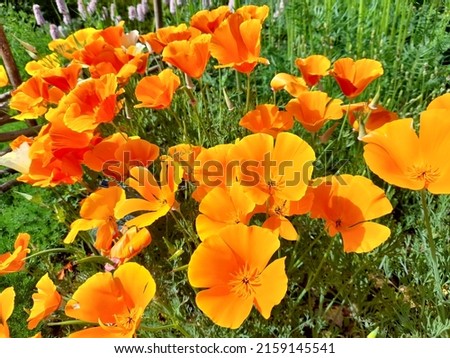 Close-up of bright orange Californian Poppy
