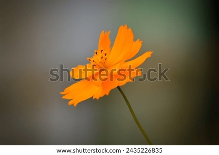 Similar – Poppy blossom from a frog’s perspective