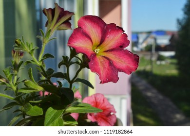 Closeup of bright petunia flower on the balcony on the background of town street.