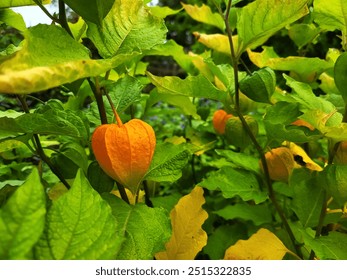 A close-up of a bright physalis surrounded by green leaves. This unique fruit with vibrant orange-yellow hues stands out against the foliage, offering a striking contrast.