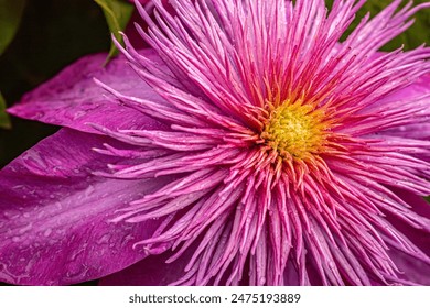 Close-up of a bright pink chrysanthemum flower with a bright yellow center. The intricate layered petals create a dynamic and eye-catching display. - Powered by Shutterstock