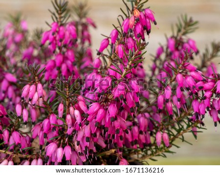 Closeup of the bright pink flowers and green leaves of the heather Erica carnea variety Challenger