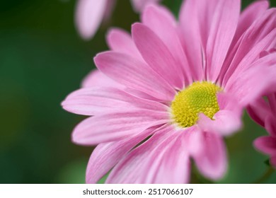 close-up of bright pink gerbera daisies in the garden, popular flowering plant with vibrant blooms taken in selective focus with blurry background and copy space - Powered by Shutterstock