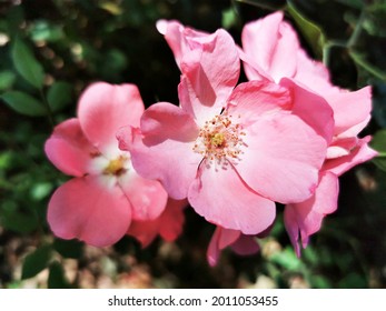 A Closeup Of Bright Pink Groundcover Roses On Background Of Leaves