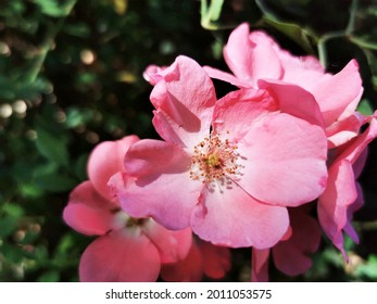 A Closeup Of Bright Pink Groundcover Roses On Background Of Leaves