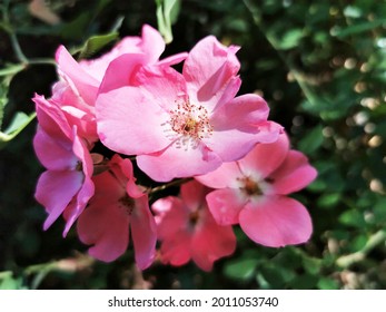 A Closeup Of Bright Pink Groundcover Roses On Background Of Leave