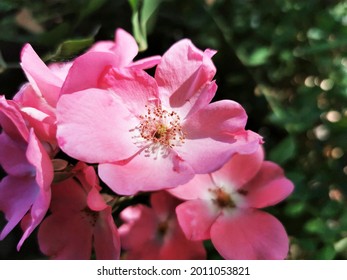 A Closeup Of Bright Pink Groundcover Roses On Background Of Leaves