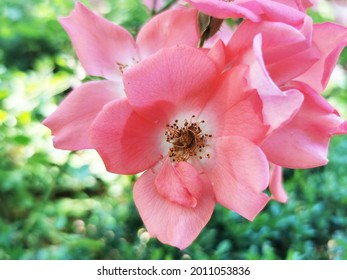 A Closeup Of Bright Pink Groundcover Roses On Background Of Leaves