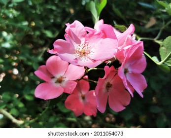 A Closeup Of Bright Pink Groundcover Roses On Background Of Leaves