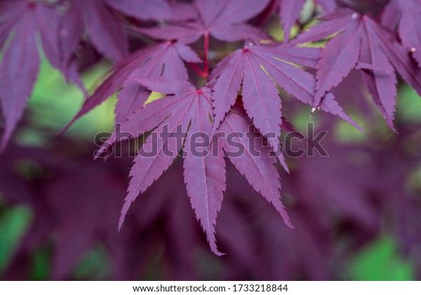 A\
closeup of bright purple Japanese maple tree\
leaves.