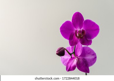 Close-up of bright purple Phalaenopsis orchid flower, known as Moth Orchid or Phal, on light gray background. Nature concept for design. Place for your text