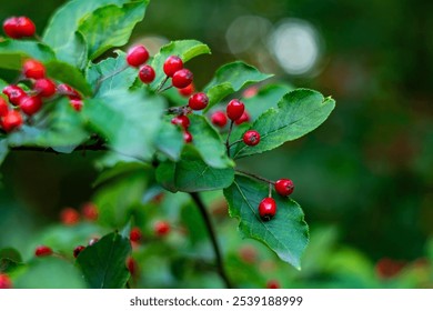 Close-up of bright red berries clustered on a branch, surrounded by rich green leaves in a natural forest setting. The vibrant red stands out against the blurred, lush background, capturing the - Powered by Shutterstock