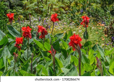 Close-up of bright red flowers of blossom canna lilies. Selective focus with shallow DOF.