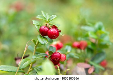 Closeup Of Bright Red Lingonberry Or Cranberry Berries On Bushes With Green Leaves, Selective Focus, Natural Bokeh. Concept Of Picking Wild Berries. Natural Background With Red Berries