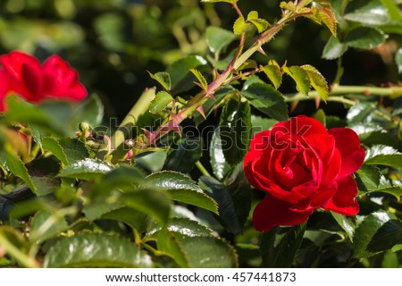 closeup of bright red rose in bloom