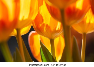 Closeup of bright and sunny orange tulips from Holland. Lovely image in spring and summertime. Detail of green leaves, with light and shadows.