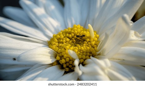 Close-up of bright yellow daisy pistils with pretty white petals, smooth - Powered by Shutterstock