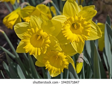 Closeup of bright yellow Trumpet Daffodils  in garden.