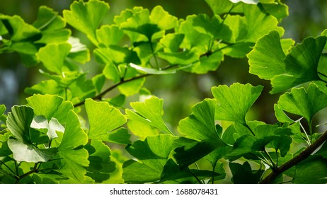 Close-up brightly green leaves of Ginkgo tree (Ginkgo biloba), known as ginkgo or gingko in soft focus against background of blurry foliage.  Fresh wallpaper and nature background concept