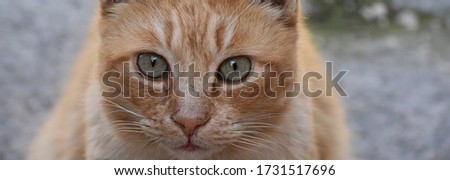 closeup of a brindle cat with green eyes