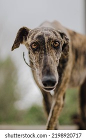 Closeup Of A Brindle Greyhound