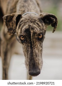 Closeup Of A Brindle Greyhound